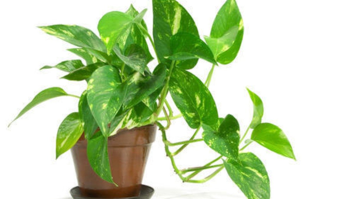 Money Plant in hindi