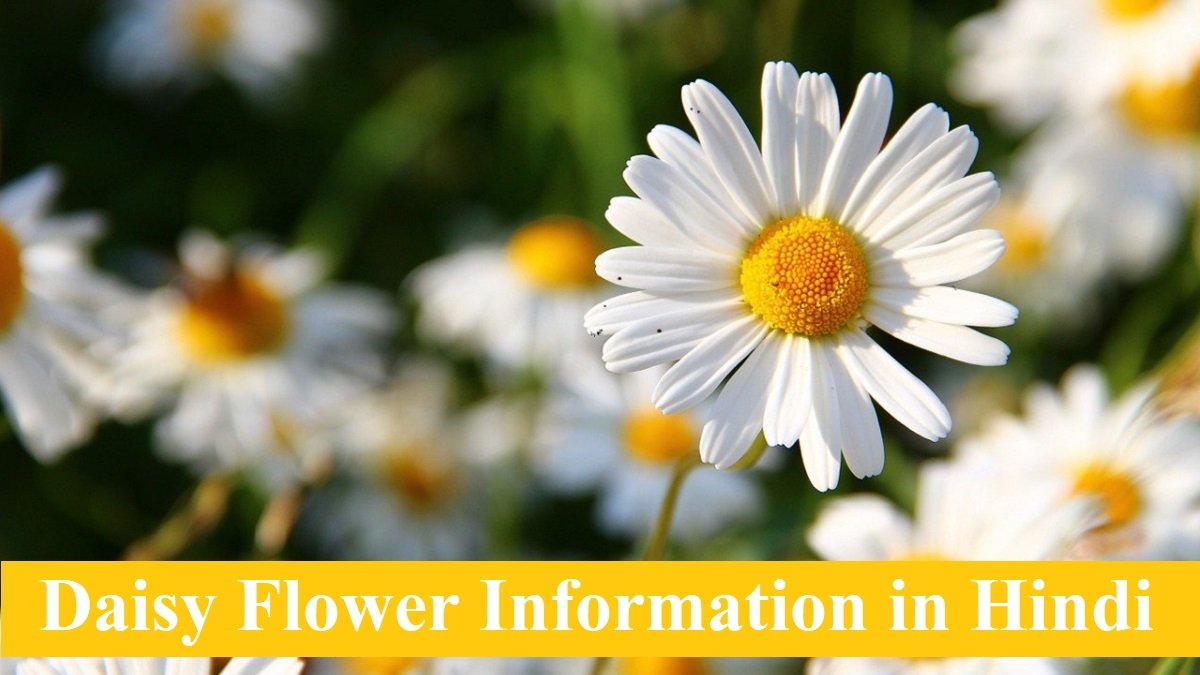 Daisy Flower Information in Hindi