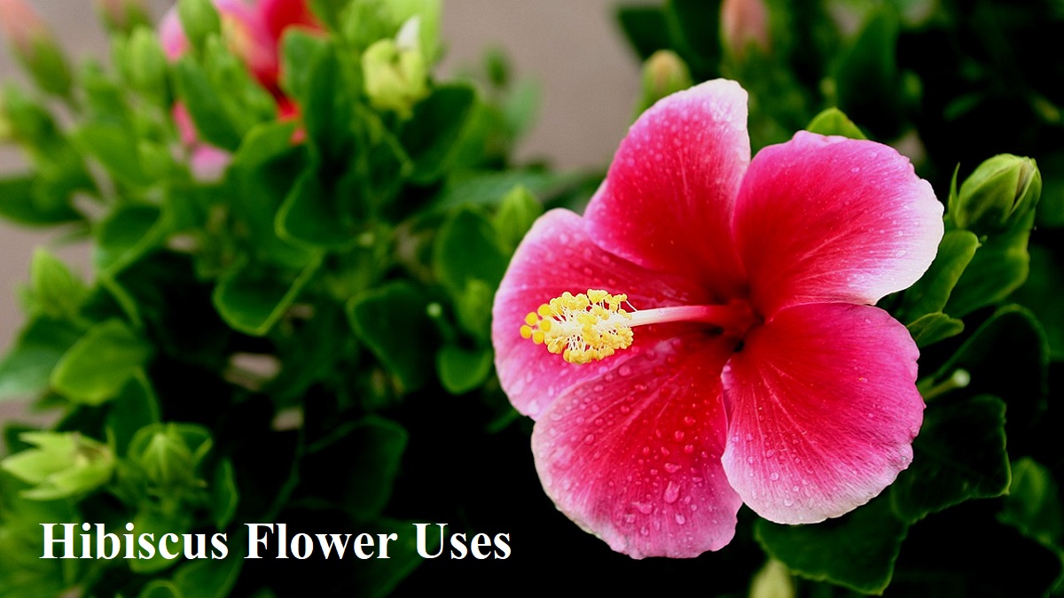 Hibiscus Flower Uses in Hindi