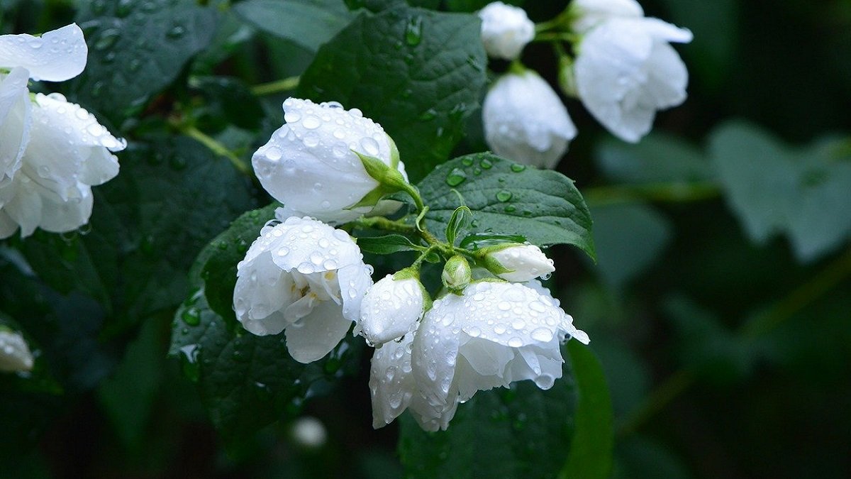 Jasmine Flower Information In Hindi 