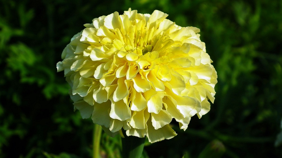 Marigold Flower Information In Hindi 04