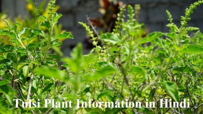 Tulsi Plant Information in Hindi