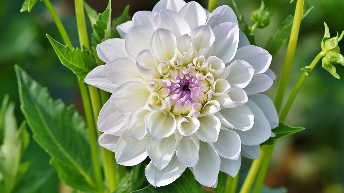 dahlia flower information in Hindi