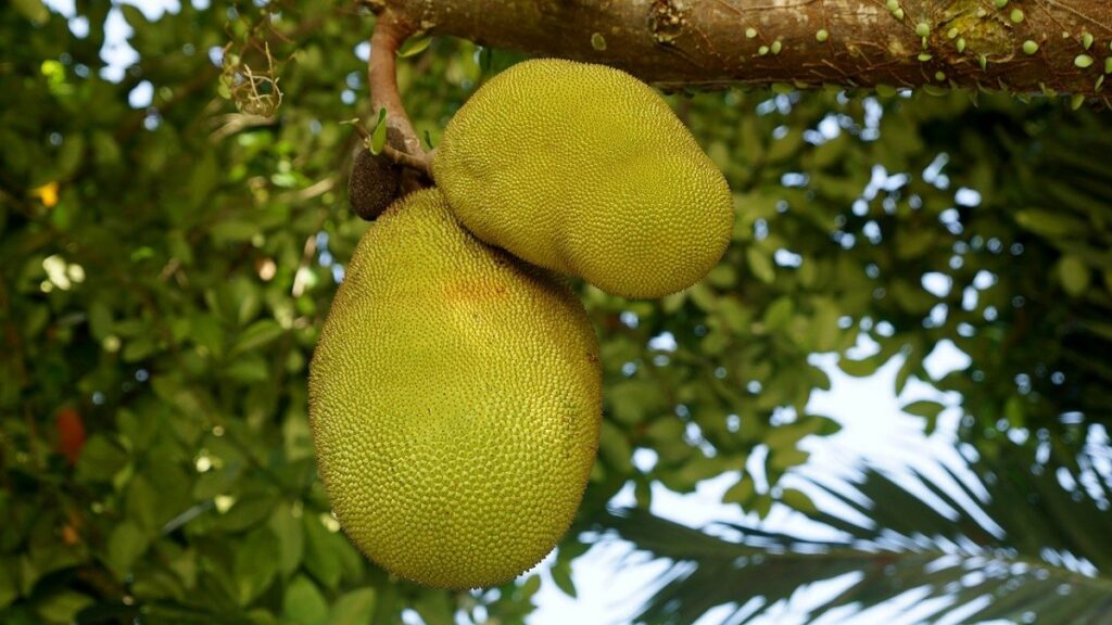 essay jackfruit tree in hindi