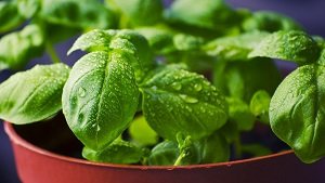 Basil in hindi