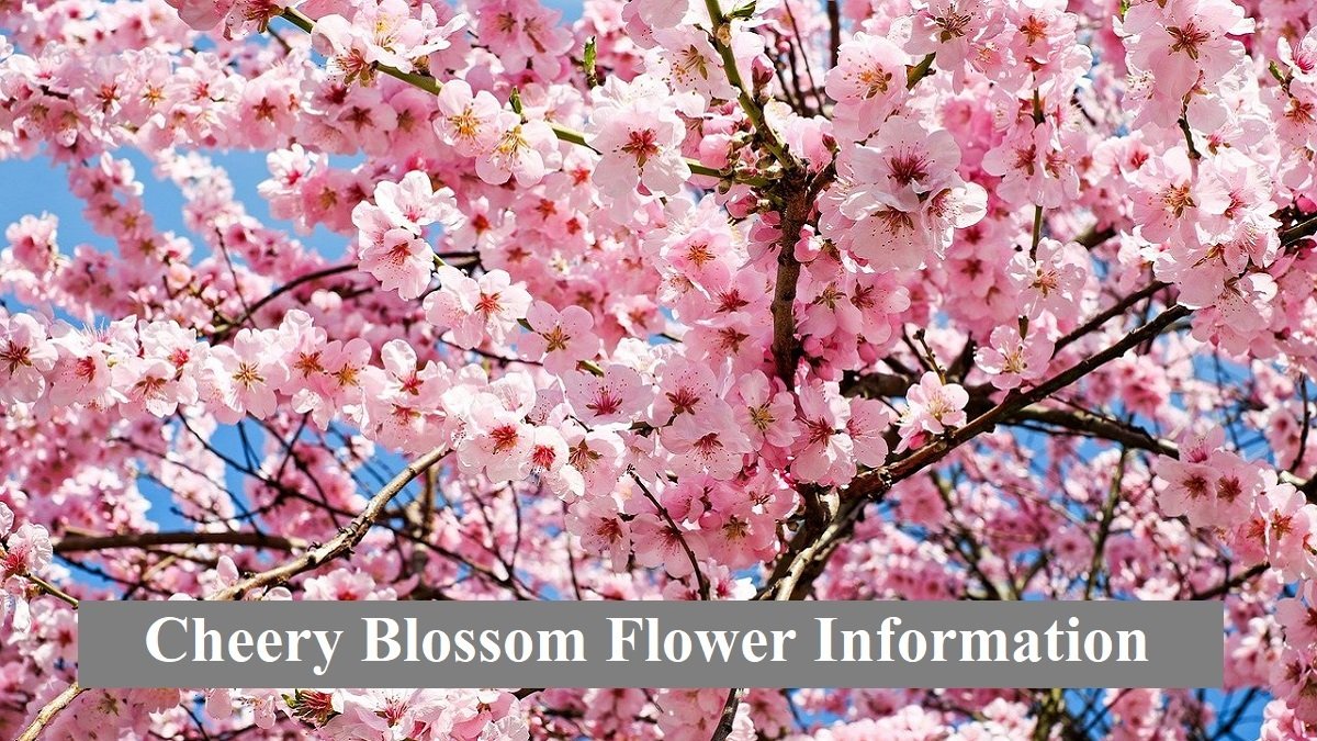 Cherry Blossom Flower in Hindi । चेरी का फूल । Cherry Blossom Tree Facts