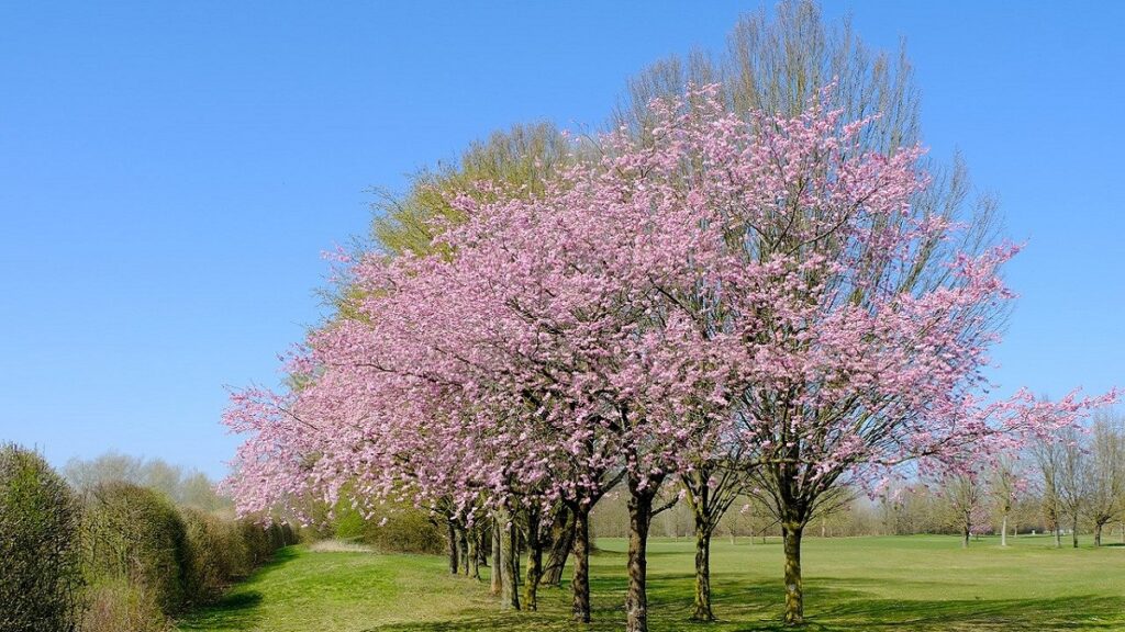 Cherry Blossom Flower in Hindi । चेरी का फूल । Cherry Blossom Tree Facts