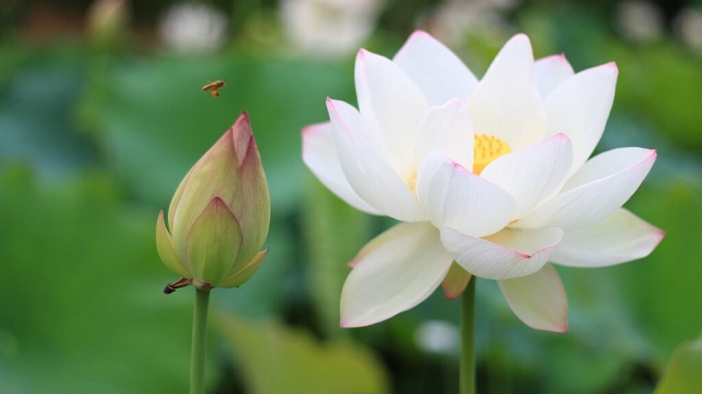 best-lotus-flower-information-in-hindi