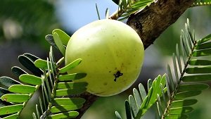 Indian Gooseberry