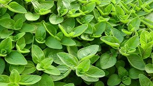 Marjoram