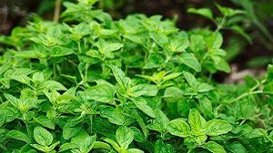 Oregano