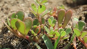 Purslane ki sabji