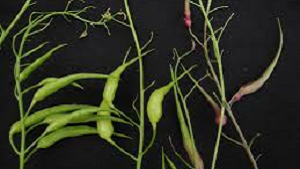 Radish Pods in hindi