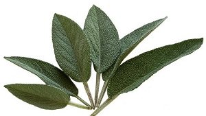 Sage plant