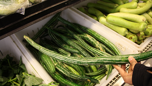 Snake Gourd