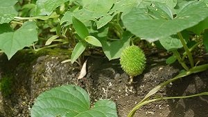 Spine Gourd in hindi