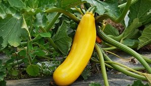 Yellow Zucchini