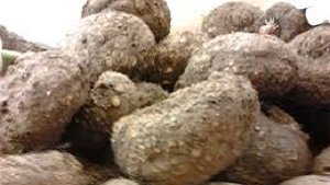 elephant foot yam vegetable in hindi