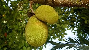 jackfruit in hindi