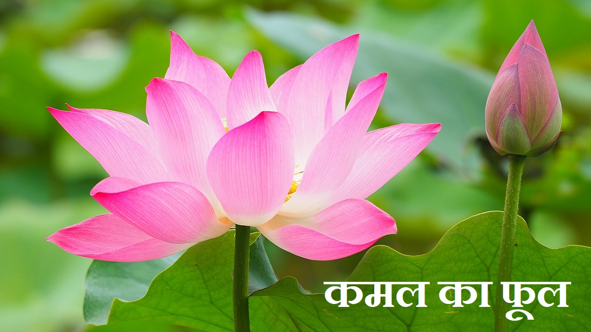 lotus information in hindi