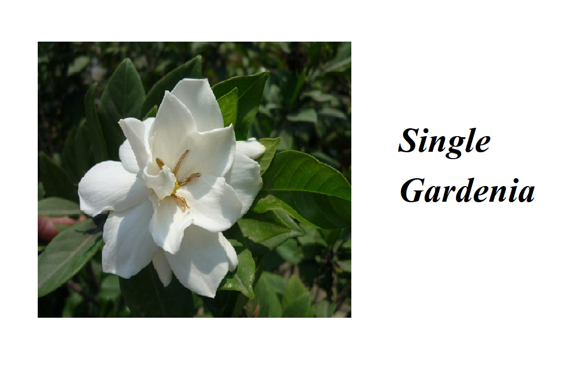 Single Gardenia