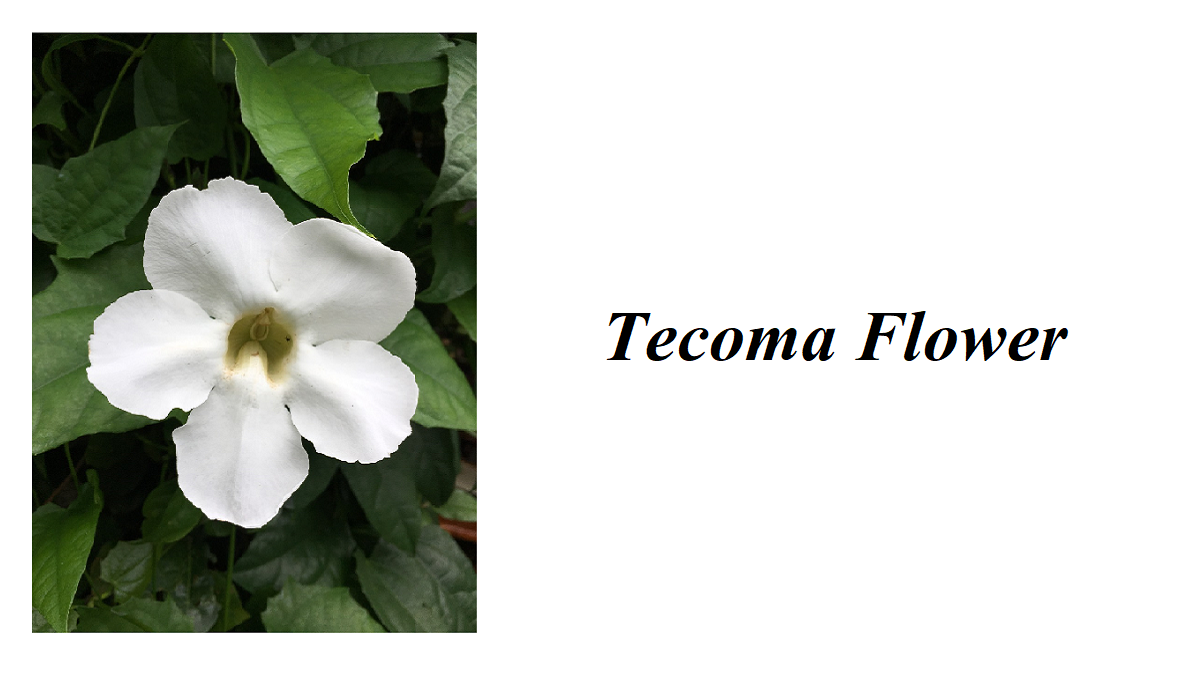 Tecoma Flower