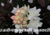 Tuberose Flower Information in Hindi