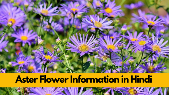 Aster Flower Information in Hindi