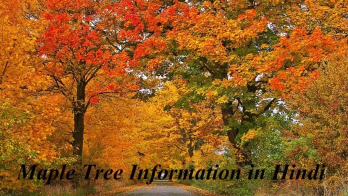 Maple Tree Information in Hindi