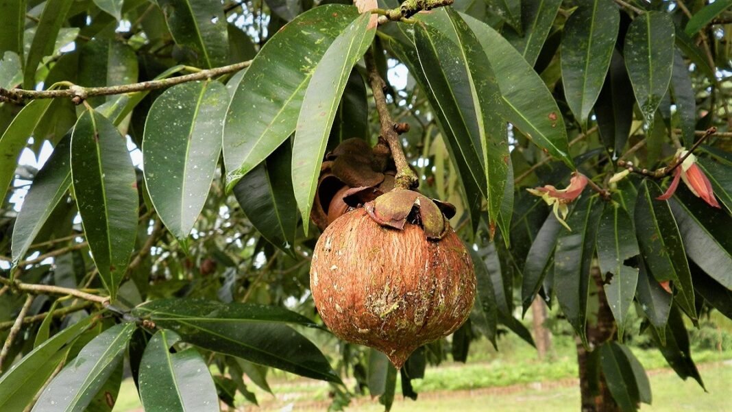 mesua-ferrea-tree-in-hindi