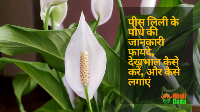 Peace Lily Plant in hindi