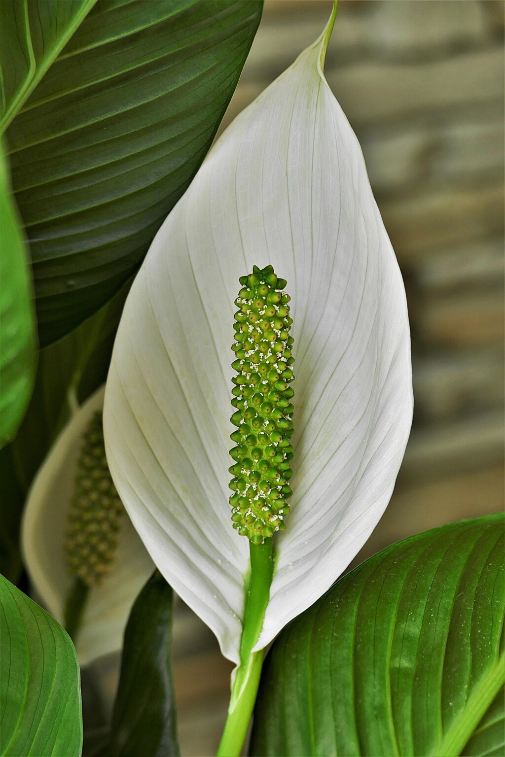 Peace Lily In Hindi Name