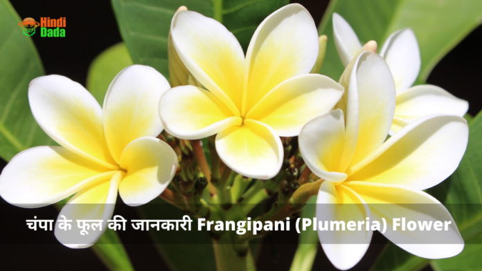 Plumeria Frangipani Flower in Hindi