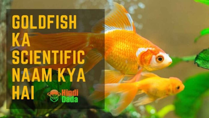 goldfish ka scientific naam kya hai