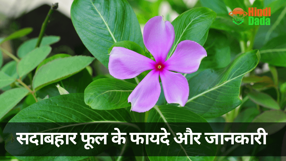 sadabahar-flower-information-in-hindi