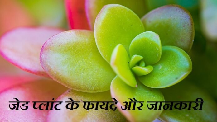 Jade Plant Benefits in Hindi