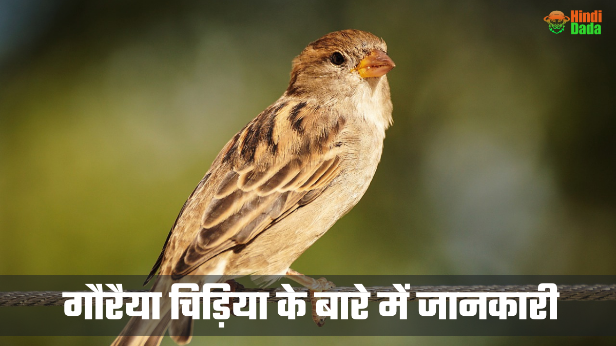 house-sparrow-celebrate-urban-birds