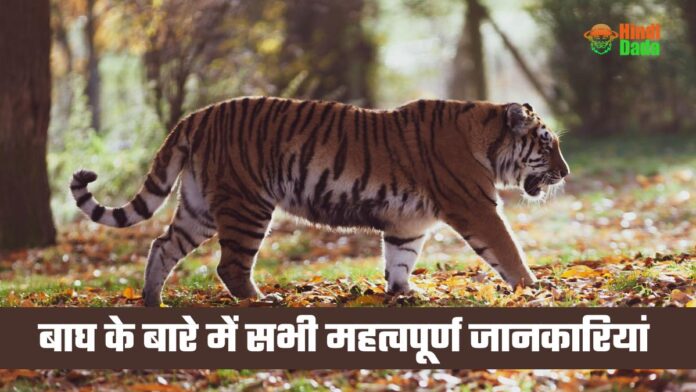 Information About Tiger In Hindi
