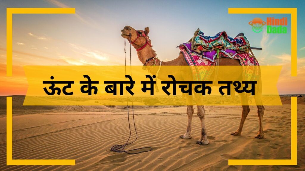 Amazing Facts About Camel in Hindi