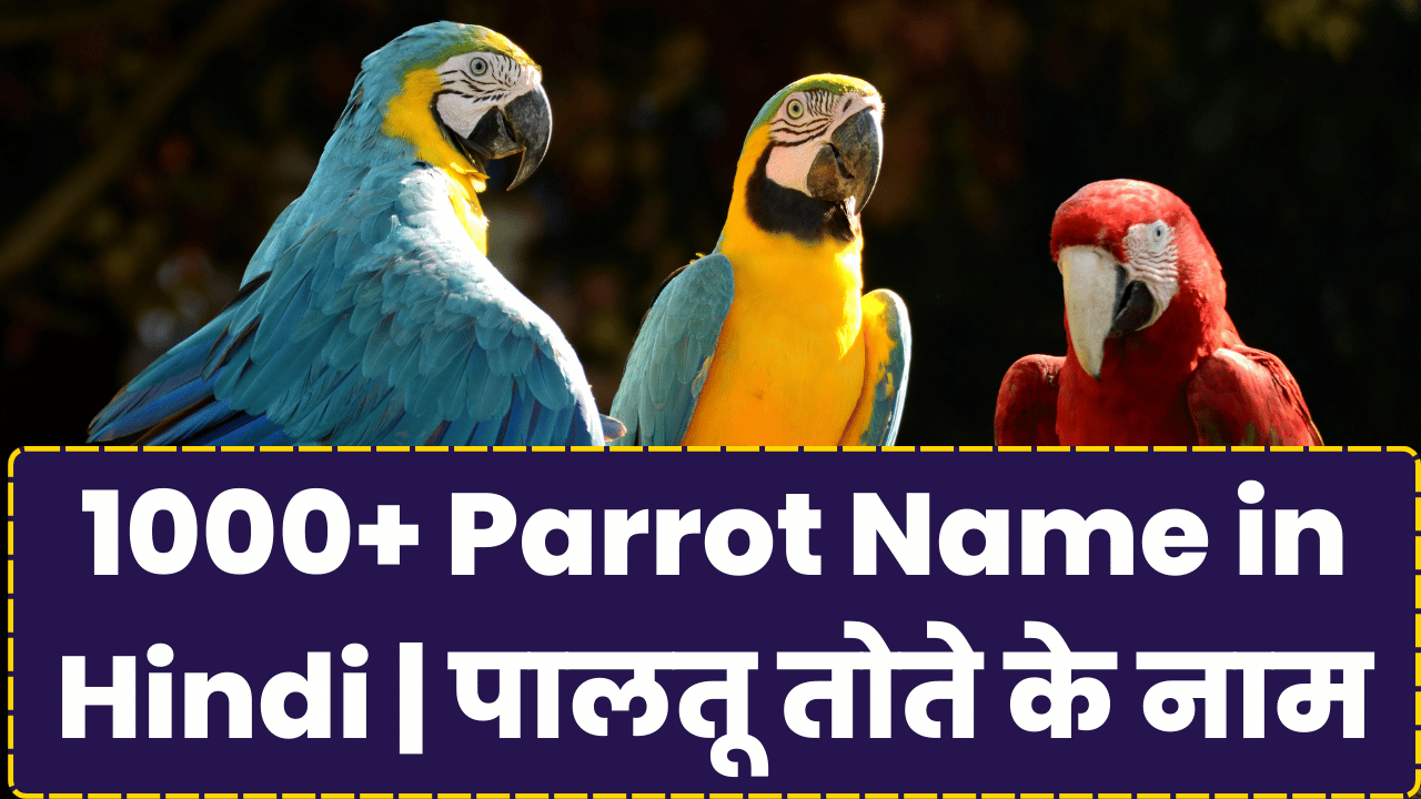 1000+ Parrot Name in Hindi पालतू तोते के नाम
